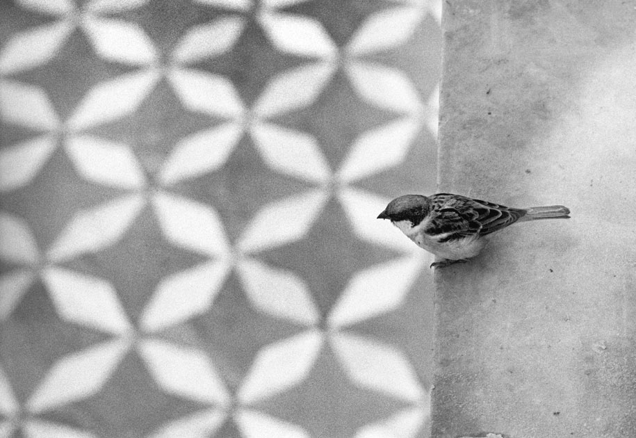 04_bird.sparrow.blackandwhite.pattern.india.jpg